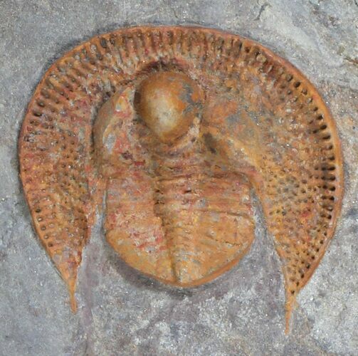 Orange Declivolithus Trilobite - (Special Price) #62708